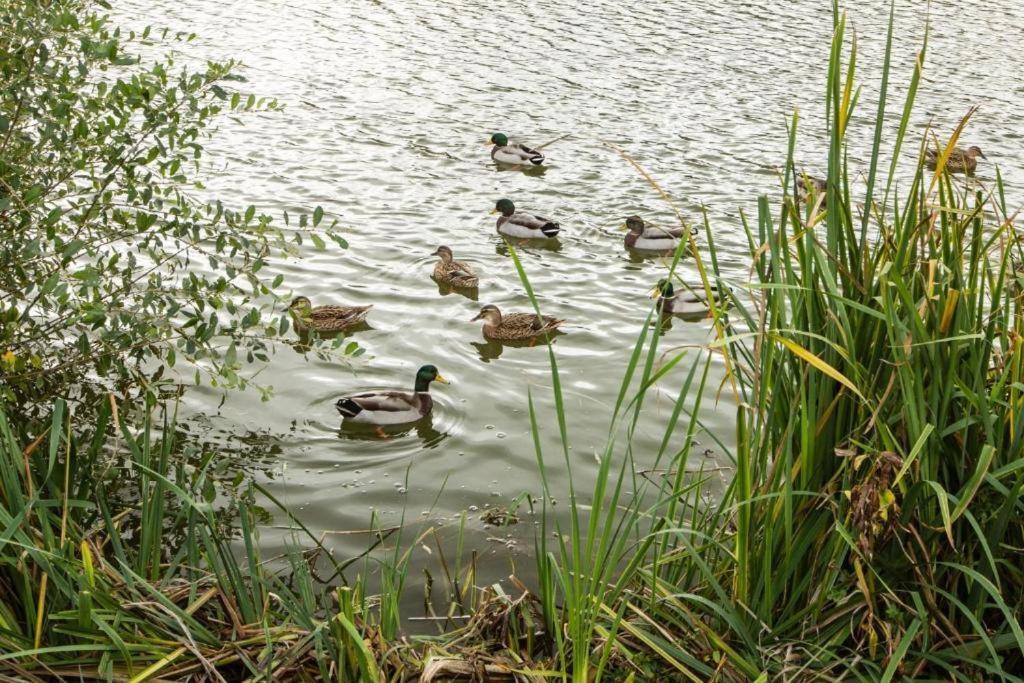 Mallard Lake South Cerney Extérieur photo